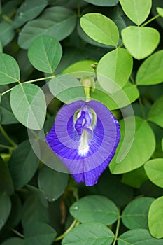 Blue Clitoria ternatea flower in nature garden