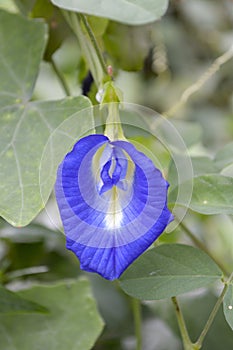 Blue Clitoria ternatea flower in nature garden