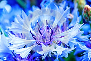 Blue closeup cornflowers, cornflower texture