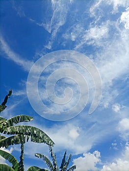 Blue clouds, clear sky Banana tree,wind