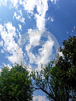 Blue clouds sky with plum tree in view