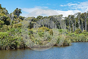 Blue cloudy sky, green juicy jungle and flat blue water near Ship Creek