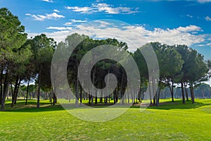 Blue cloudy sky over a row of pine trees in the background and smooth green grass of the green of a golf course in Belek