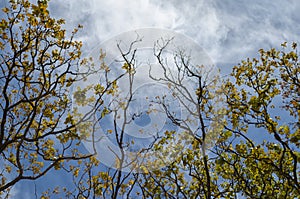 Blue cloudy sky through tree branches with green and yellow leaves