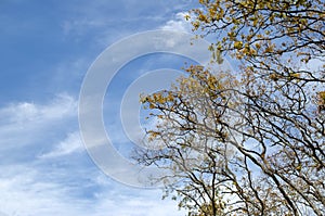 Blue cloudy sky through tree branches with yellow leaves