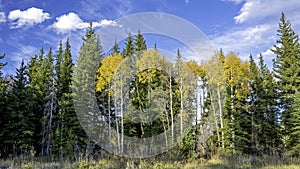 Blue cloudy sky and yellos aspens in nature