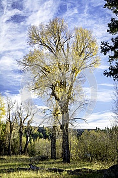 Blue cloudy sky and yellos aspens in nature