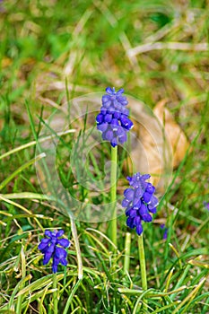 Blue Cluster Hyacinths Plants