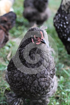 Blue Cochin Hen