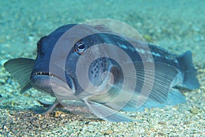 Blue cod on sand