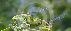 Blue Coenagrionidae in forest