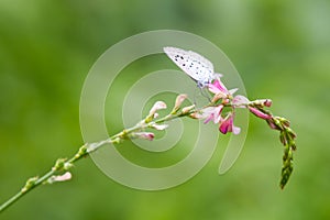 Blue Coenonympha glycerion Butterfly