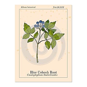 Blue cohosh Caulophyllum thalictroides , medicinal plant