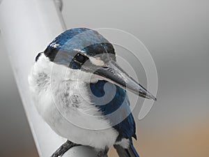 Blue Collared Kingfisher perched on a streetlamp, showcasing its elegant pose