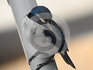 Blue Collared Kingfisher perched on a streetlamp, showcasing its elegant pose