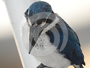 Blue Collared Kingfisher perched on a streetlamp, showcasing its elegant pose