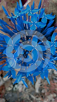 Blue color flower India gujrat