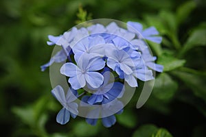 Blue color plumbago or plumbaginaceae flower photo