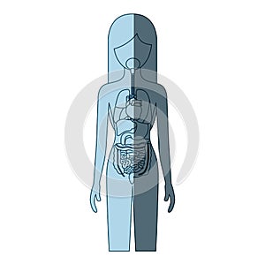 Blue color shading silhouette female person with internal organs system of human body