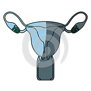 Blue color shading silhouette female reproductive system