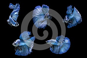 Blue color Siamese fighting fish