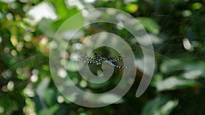 A blue color spider with a horn shaped growth on abdomen with captured prey