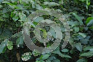 A blue color spider with a horn shaped growth on abdomen walking on the web