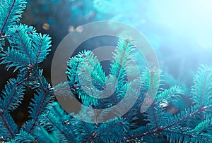 Blue color spruce. Nature background