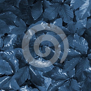 Blue color tones leaves pattern. Blue leaf background.