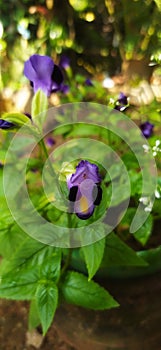 Blue color wishbone flower sri lanka