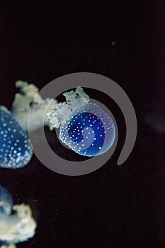 Blue colored Australian spotted jellyfish Phyllorhiza punctata