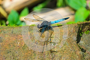 A Blue colored beautiful dragonfly sitting on stone by opening it\'s wings inside jungle of Sajek, Bangladesh