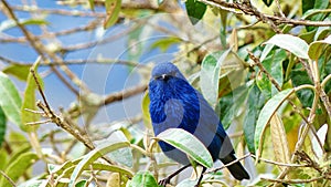 Blue colored bird perched on the branch