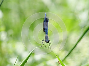 Blue colored dragonfly Banded Demoiselle, Calopteryx splendens