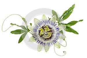 Blue colored passion flower isolated on white photo