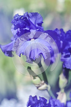 Blue colored Tall Bearded Iris `Kathleen Kay Nelson close up photo