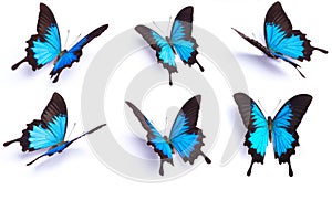 Blue and colorful butterfly on white background