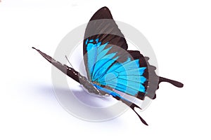 Blue and colorful butterfly on white background