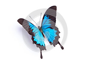 Blue and colorful butterfly on white background