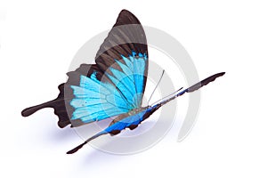 Blue and colorful butterfly on white background