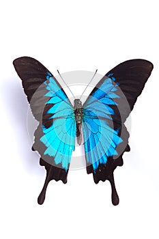 Blue and colorful butterfly on white background