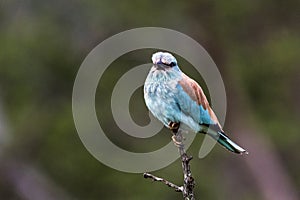 Blue Colorful European Roller Bird Perched on Branch