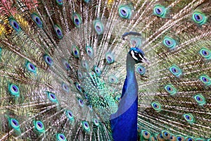 Blue Colorful Male Peacocks Patterned and Textured Feather Disp