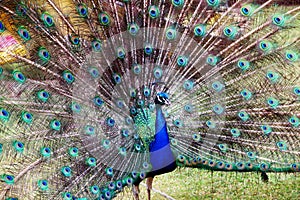 Blue Colorful Male Peacocks Patterned and Textured Feather Disp