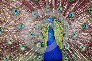 Blue Colorful Male Peacocks Patterned and Textured Feather Disp