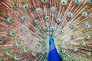 Blue Colorful Male Peacocks Patterned and Textured Feather Disp