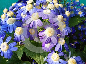 Blue colour Centenarian jester flowers