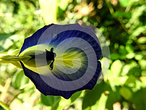 Blue colour Clitoria, Butterfly-Pea, Conchflower closeup image photo