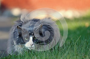 A blue coloured norwegian forest cat female lurkin