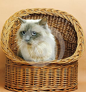 Blue Colourpoint Persian Domestic Cat, Adult sitting in Basket